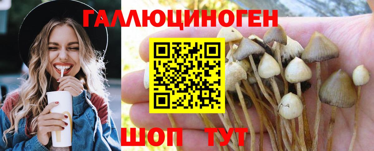 Псилоцибиновые грибы мицелий  где купить наркоту  Вход с VPN  Губкинский  Галлюциногенные грибы GOLDEN TEACHER 